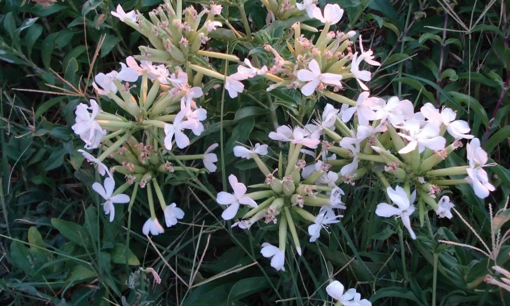 Βοτανολόγος βάζει επιγραφές σε λουλούδια που φυτρώνουν στην πόλη